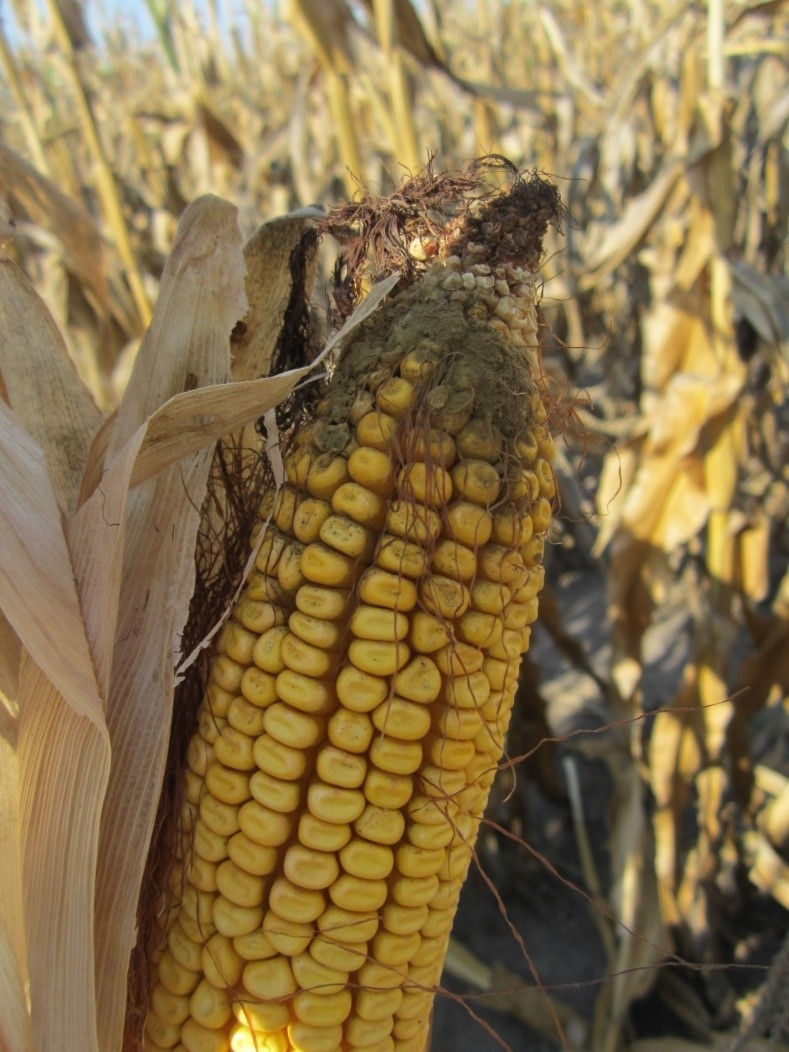 Figure 1. Aspergillus ear rot.