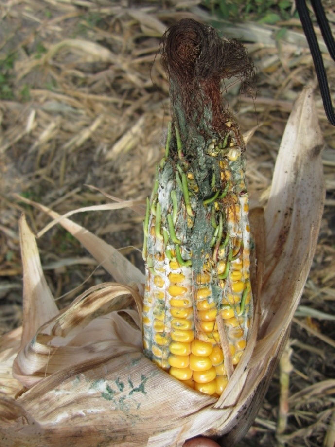 Trichoderma Ear Rot