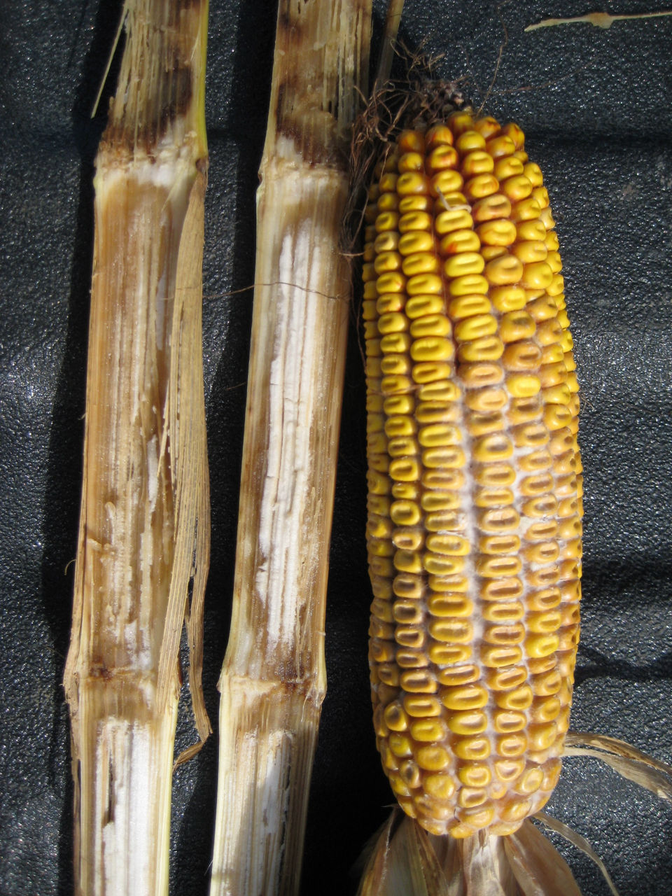 Figure 1. Diplodia-infected ear and stalk. 