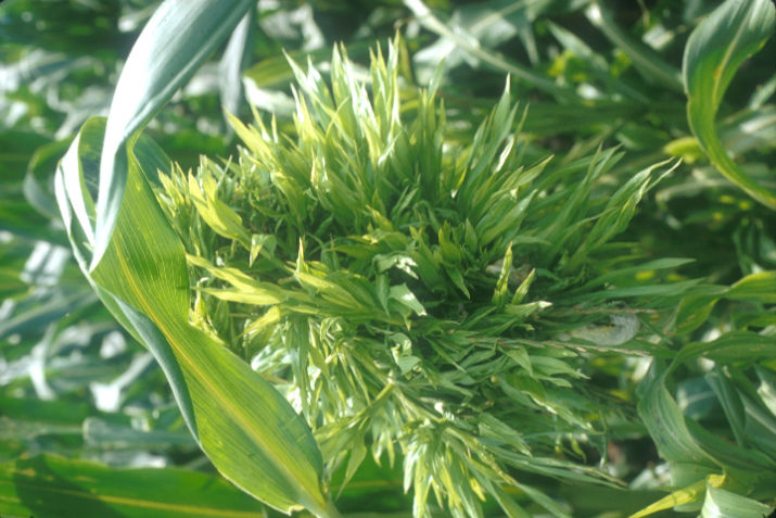 Proliferation of leafy tissue in corn caused by crazy top fungus. 