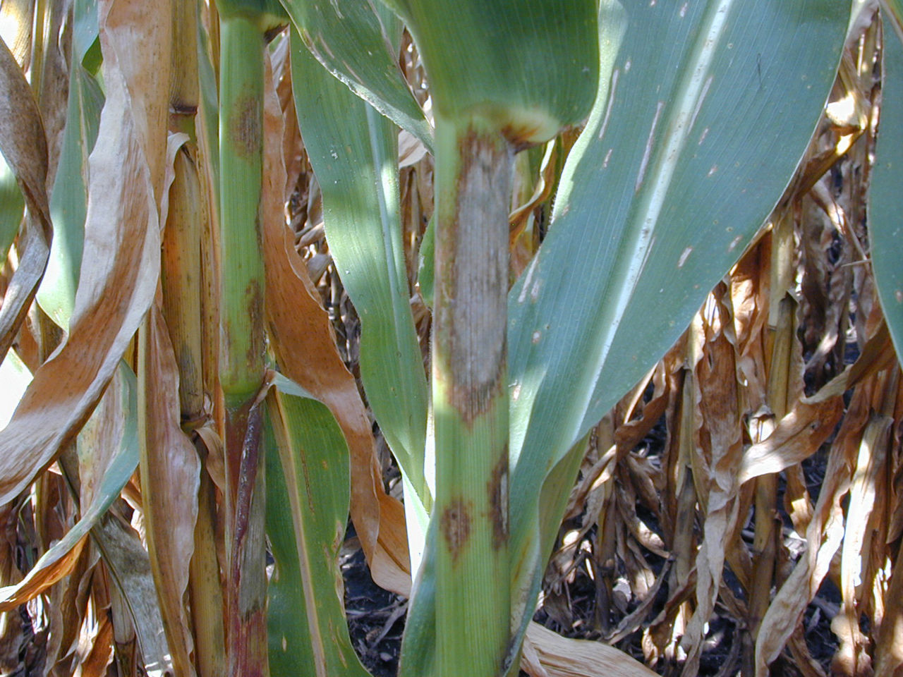 Purple leaf sheath resulting from the feeding of microorganisms feeding on pollen and dust particles behind the sheath.