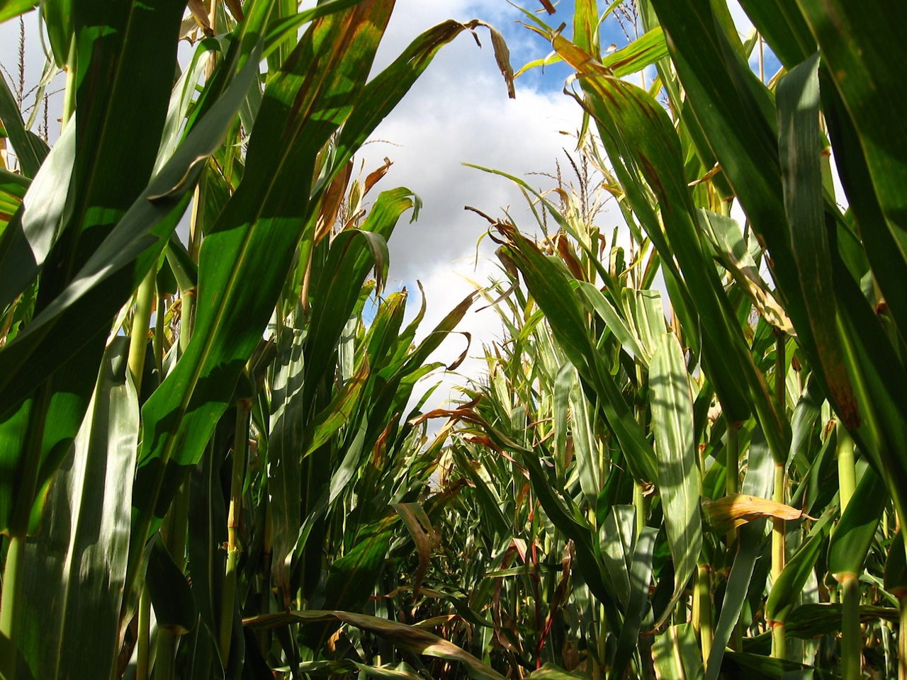 Corn infected with northern corn leaf blight at a disease severity rating of 5