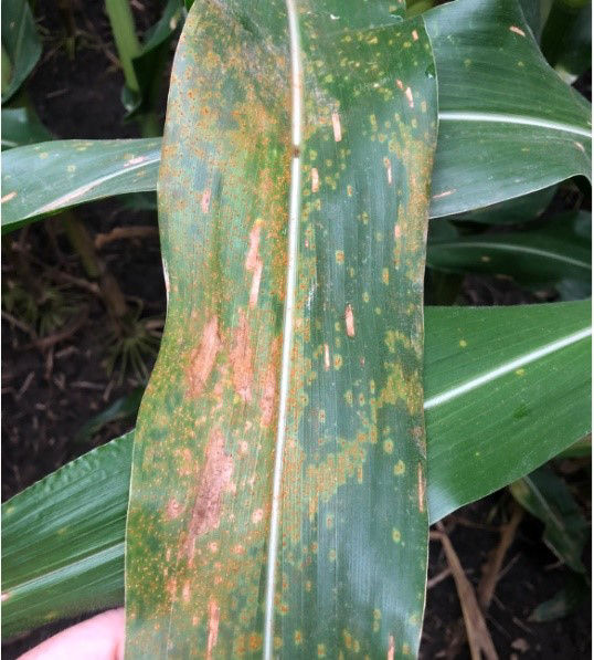 Southern Rust