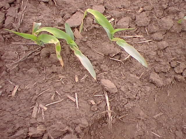 Seedling leaves showing symptoms of sunscald.