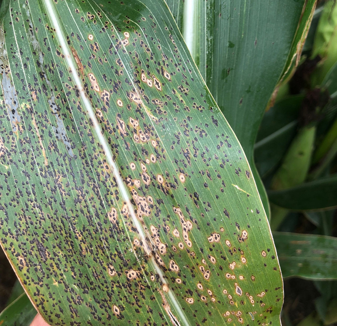 Tar Spot
