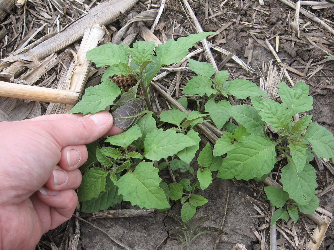 Eastern black nightshade seedlings.