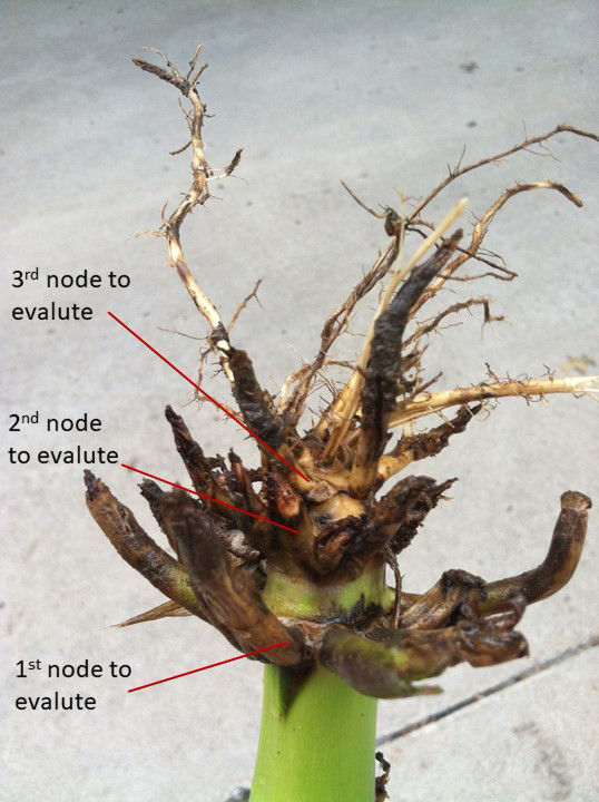 Showed the 3 nodes that are used for evaluation of CRW damage