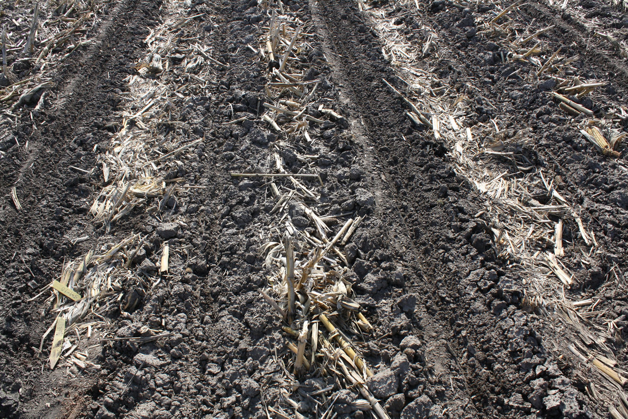 Planting - Corn Seed Bed 1
