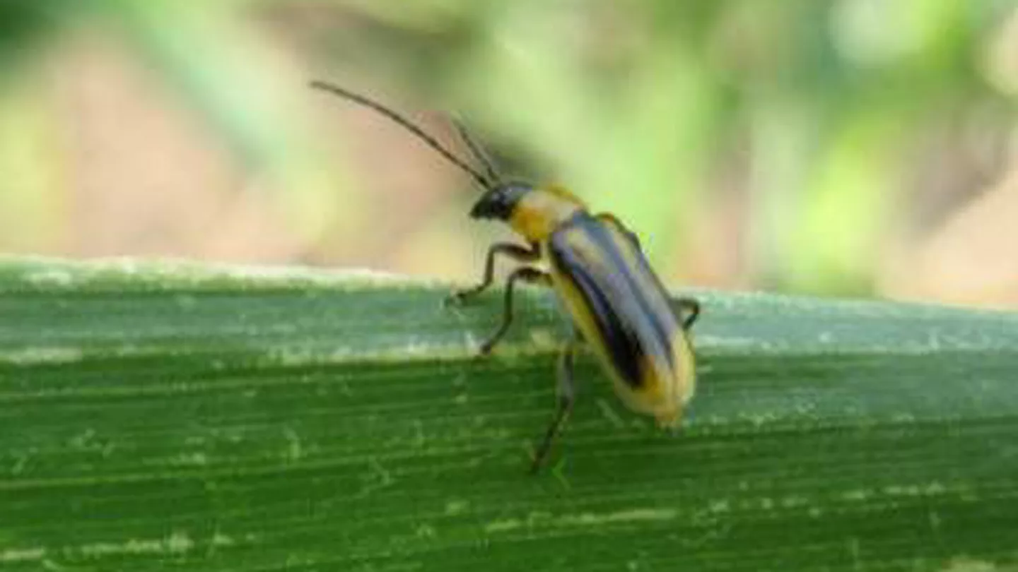 Are Seed Treatments and Belowground Corn Traits Effective Against the Same Insects?