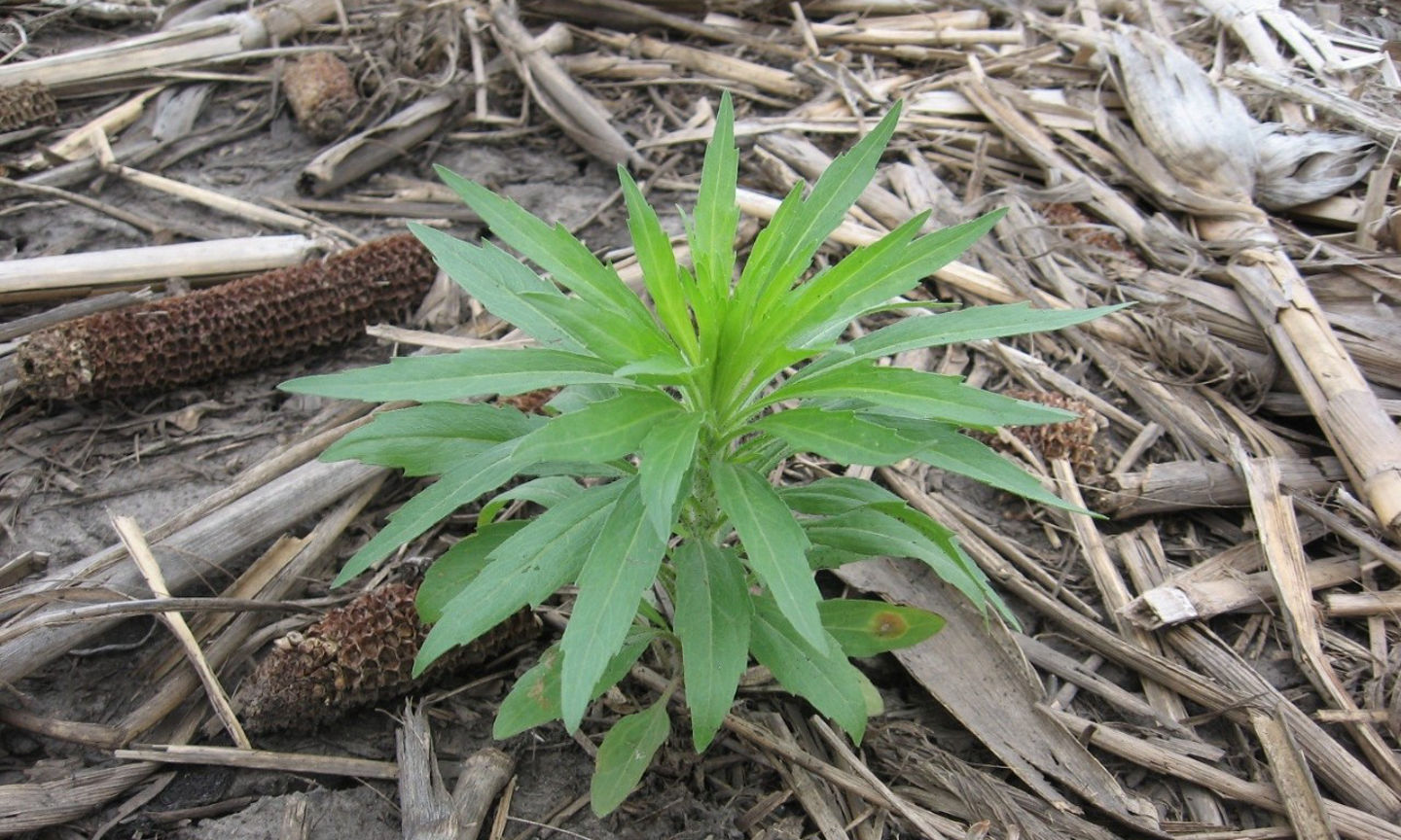Harness Xtra 5.6L Herbicide Premix For Corn | Crop Science US