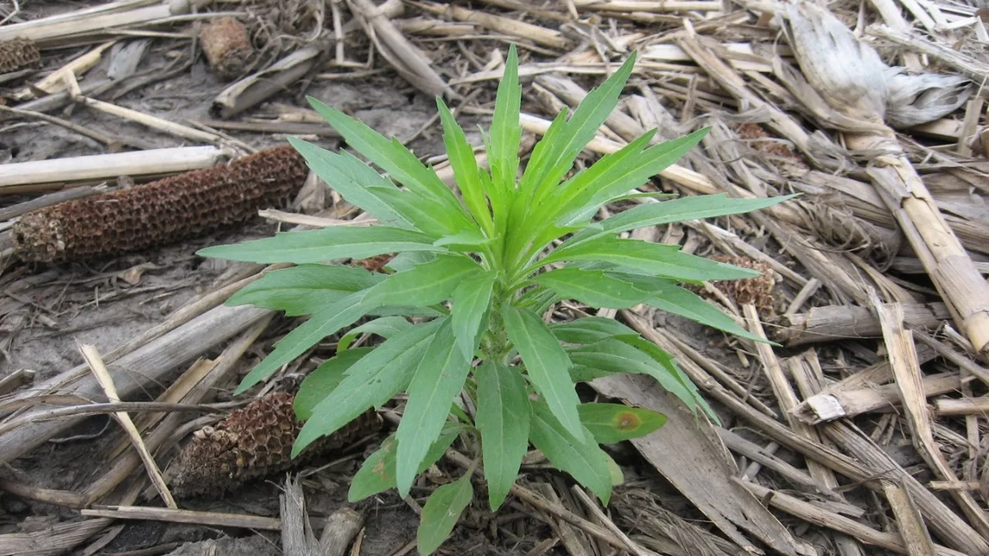 Benefits and Limitations of Late Burndown Herbicide Applications
