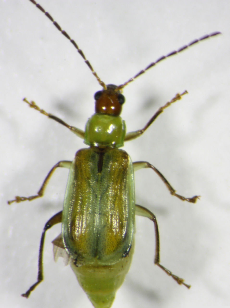 Mexican corn rootworm beetle. 