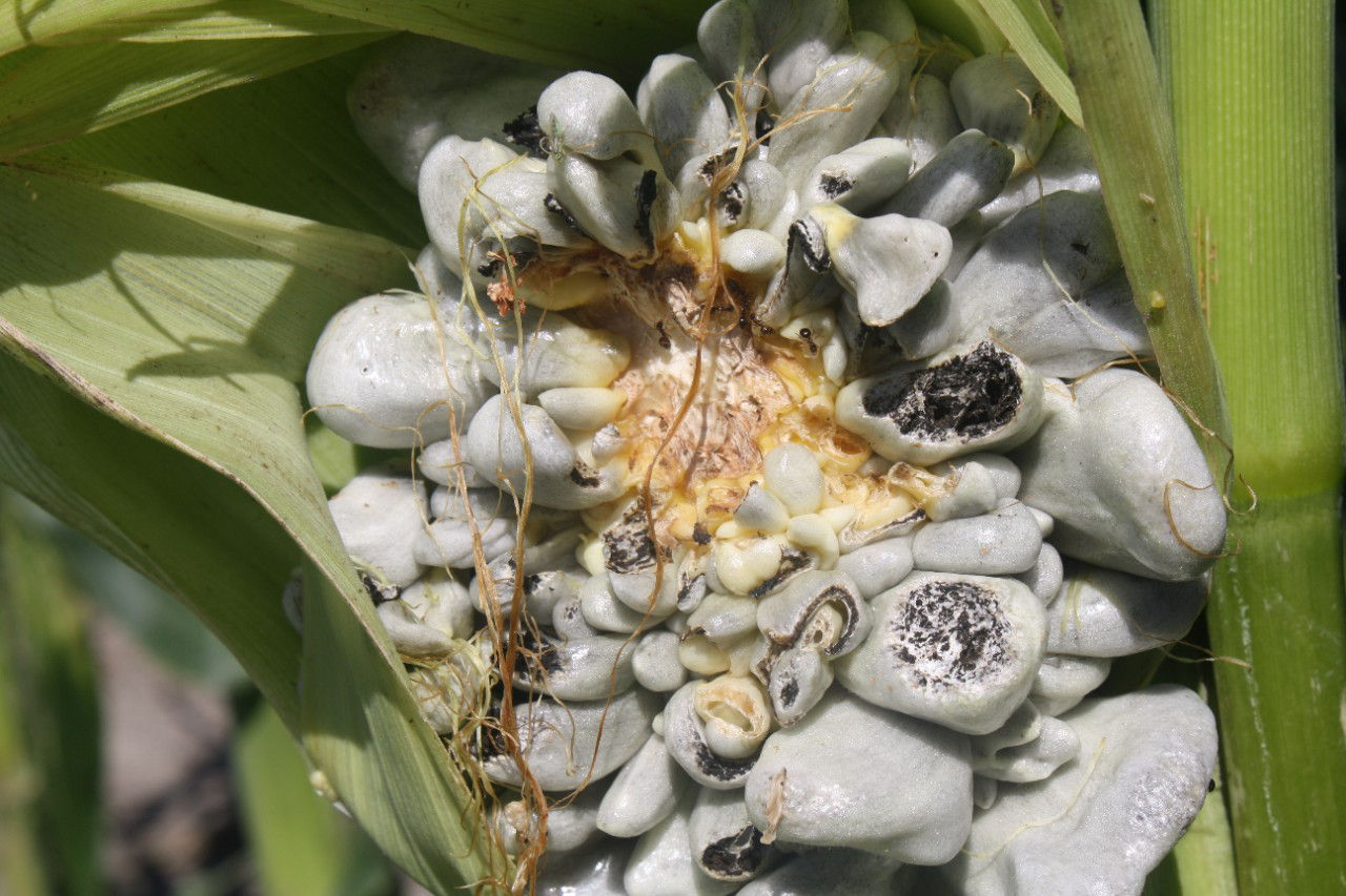 Figure 1. Common smut galls on corn ear. Each gall is a single infection.