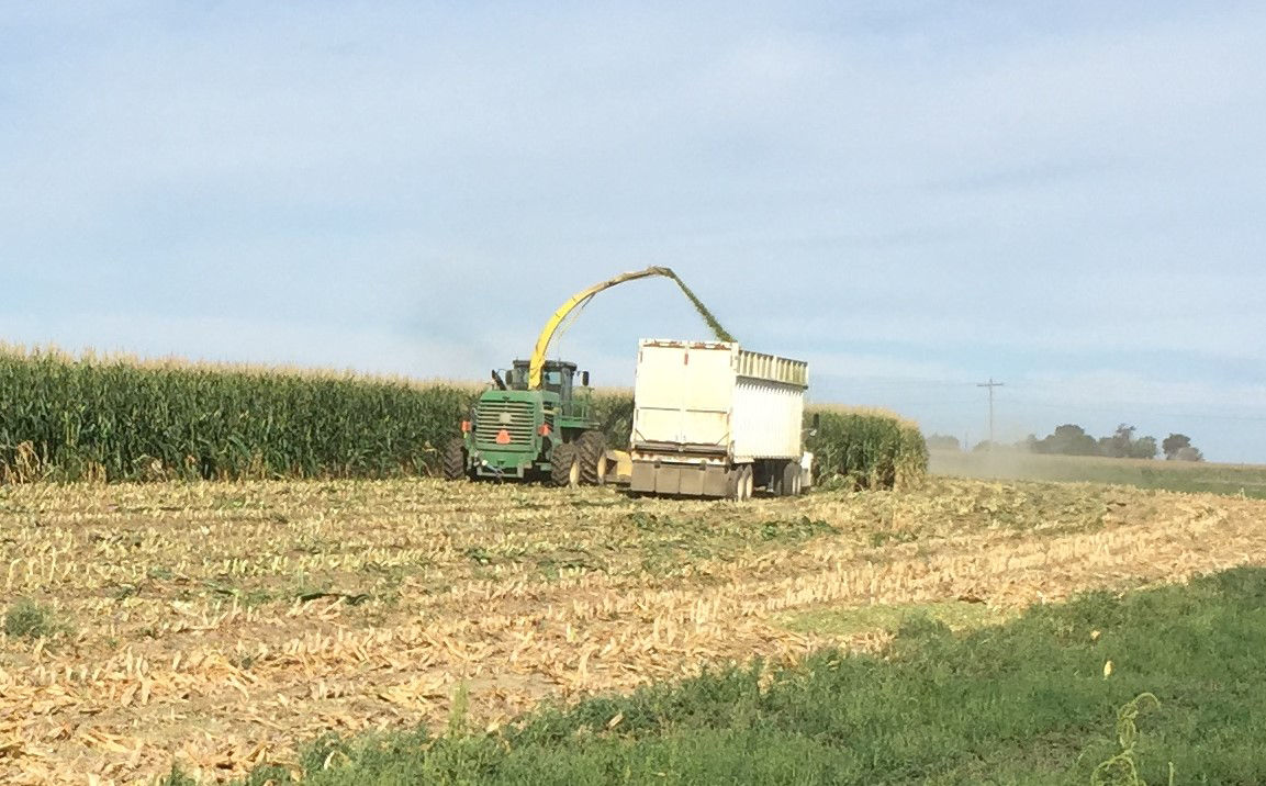 Silage harvest. 