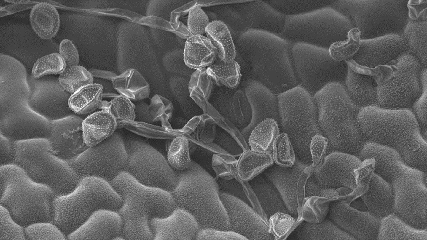 Fungicide Modes of Action