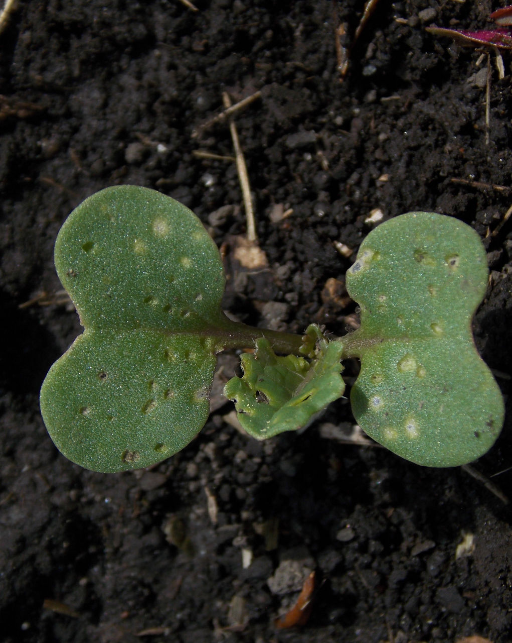 25% flea beetle injury