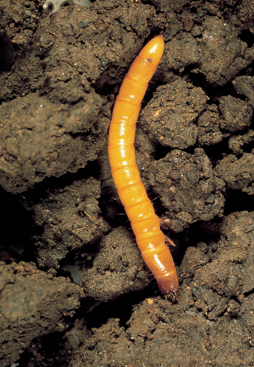 Figure 2. Wireworm in soil.