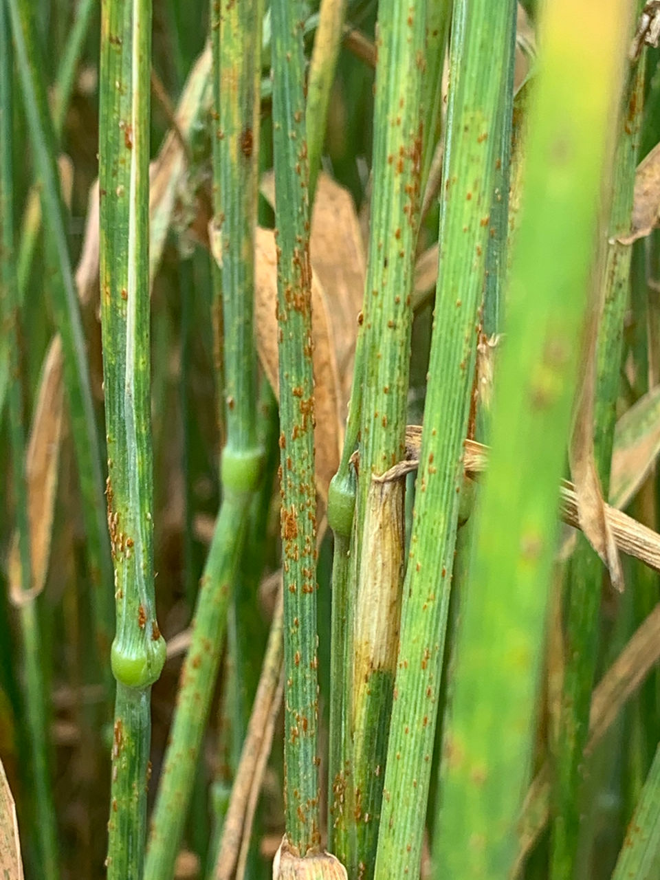 Stem rust.