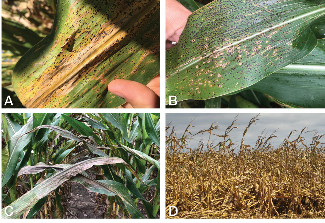 Figure 2. Tar spot is a fungal disease that appears as a series of black spots containing spores on corn leaves (A and B). Depending on the date of infection, the spores may proliferate on the plant's leaves and cause reduced photosynthesis (C), which can lead to stalk cannibalization and poor standability (D).