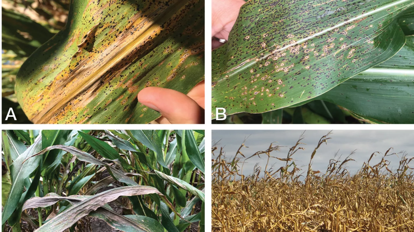 What is Tar Spot and How Does it Impact Corn?