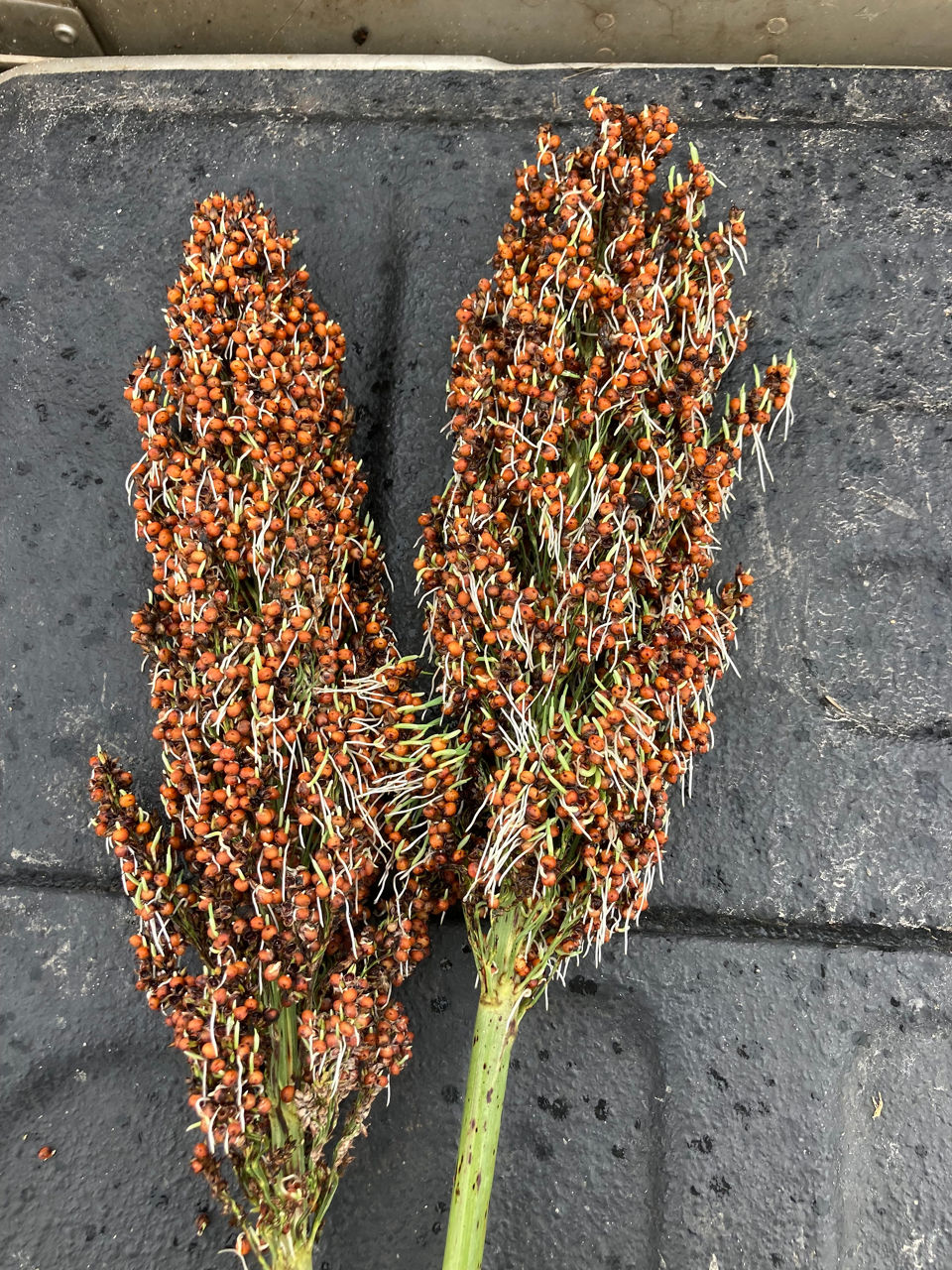 Pre-harvest sprouting of grain sorghum, note the white radicles and green coleoptiles
