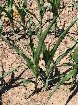 Photo showing six leaf vegetative corn growth stage under moisture & corn heat stress.