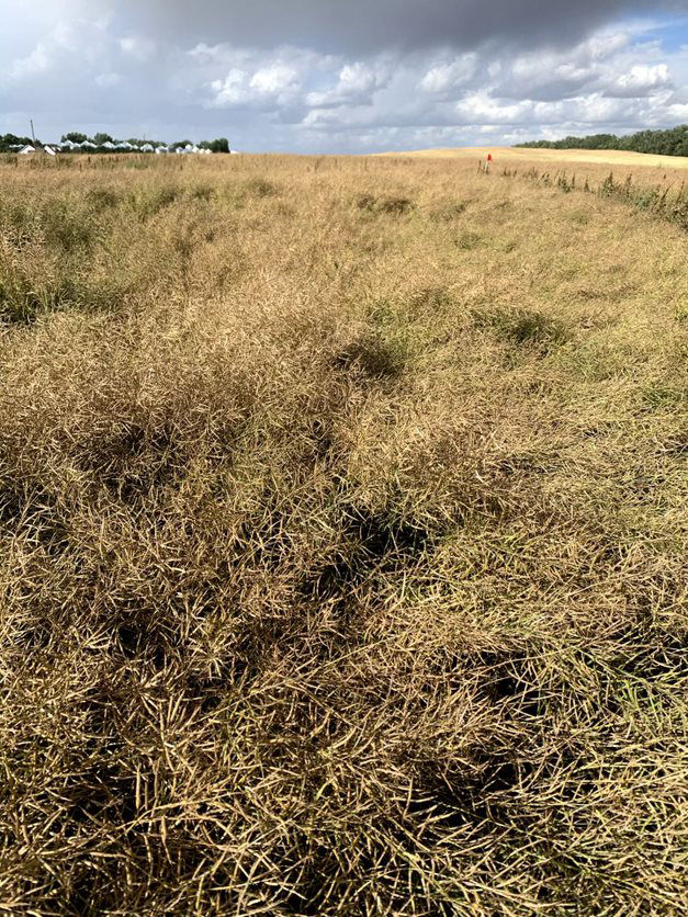 Figure 2. Lodging in canola.