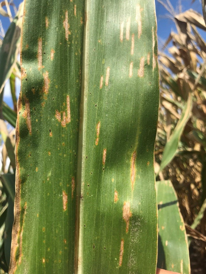 Gray Leaf Spot Corn image