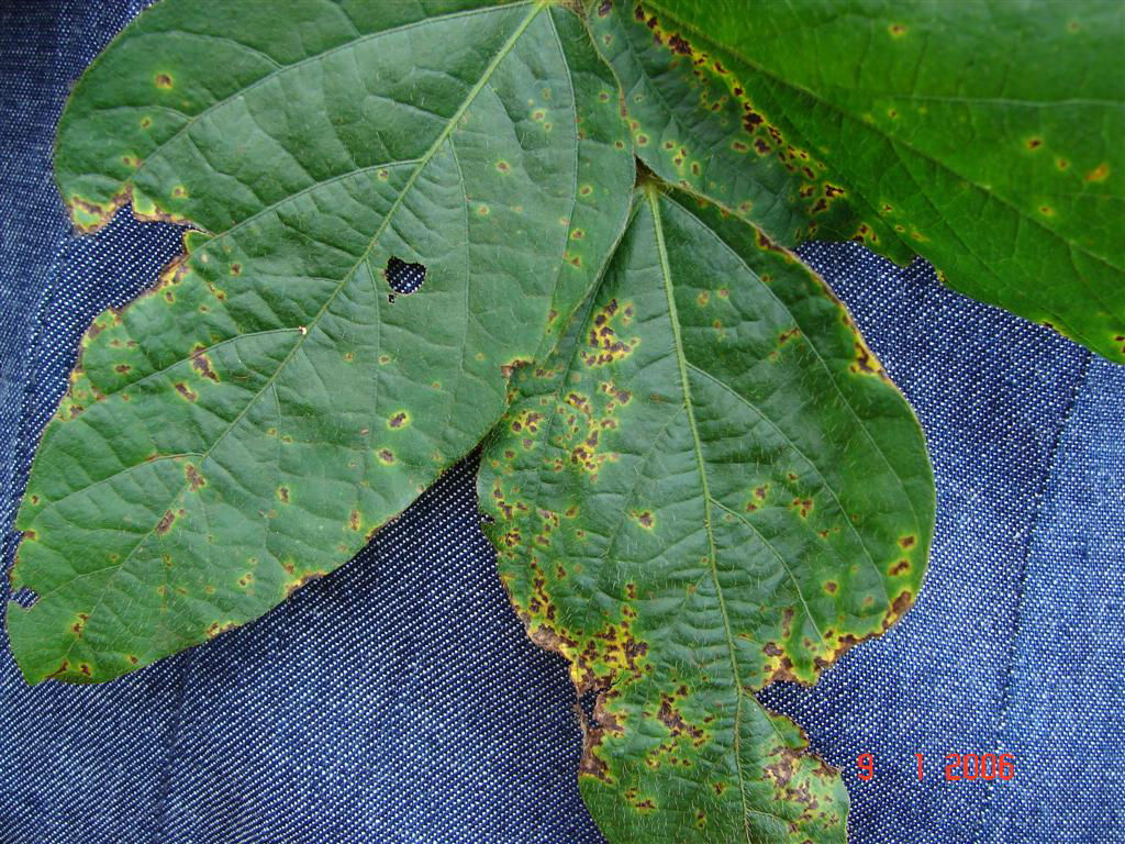 Southern Soybean Diseases During Vegetative Growth