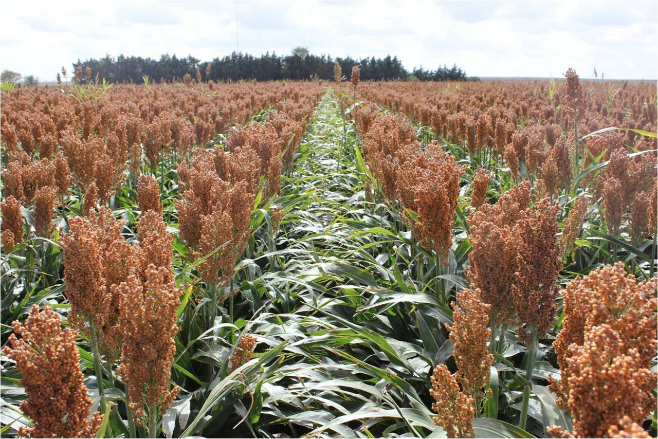 Sorghum field image