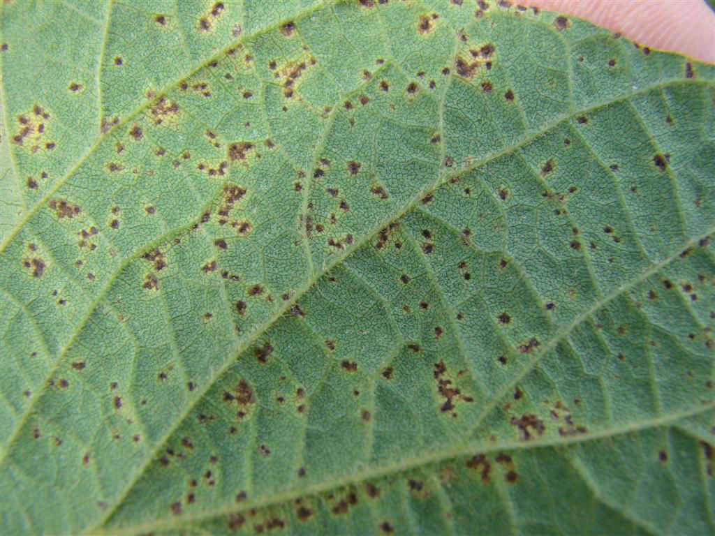 Bacterial Pustule - Soybean leaf