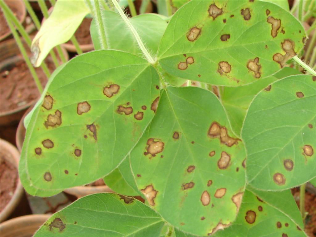 Soybean leaves displaying frogeye leaf spot