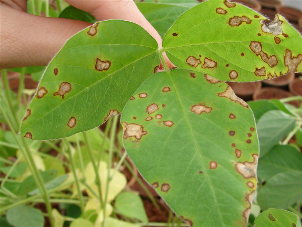 Frog Eye Leaf Spot - Soybean