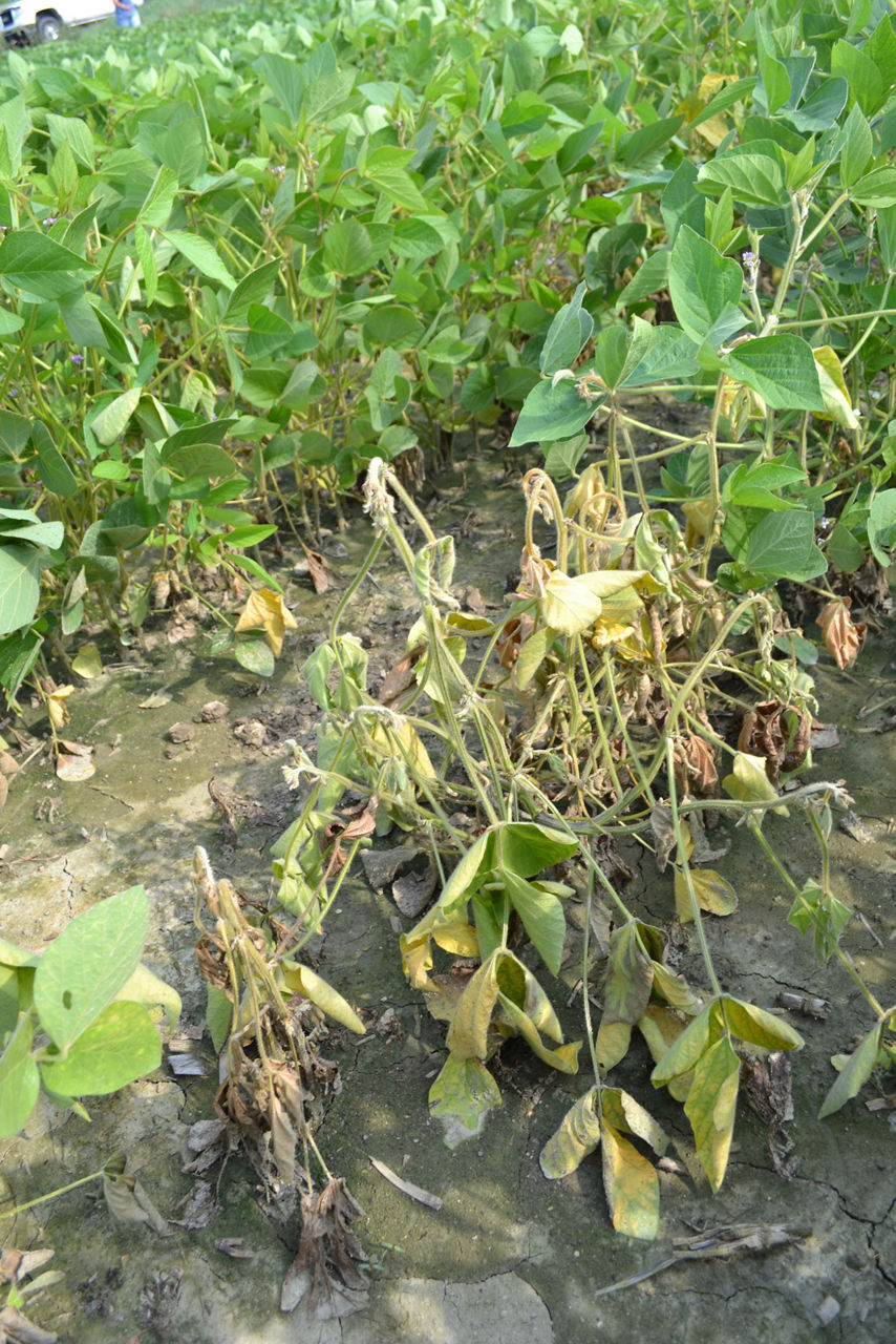 Phytophthora Root Rot - soybean - Hamilton, MI