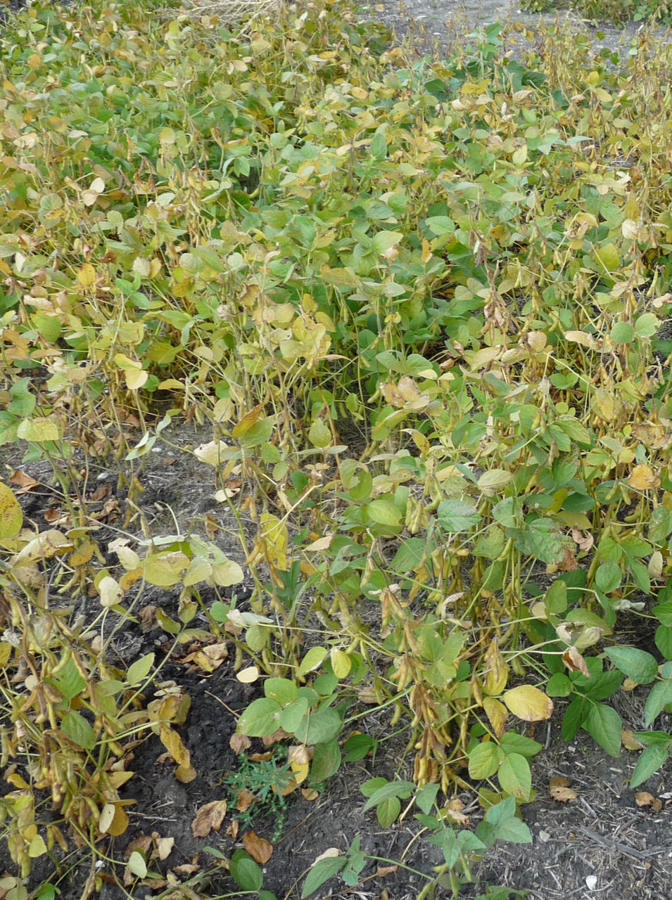  Soybean field  at R7 growth stage. 