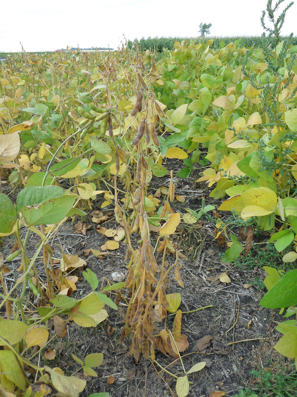 Fully mature soybean plant drying down. 