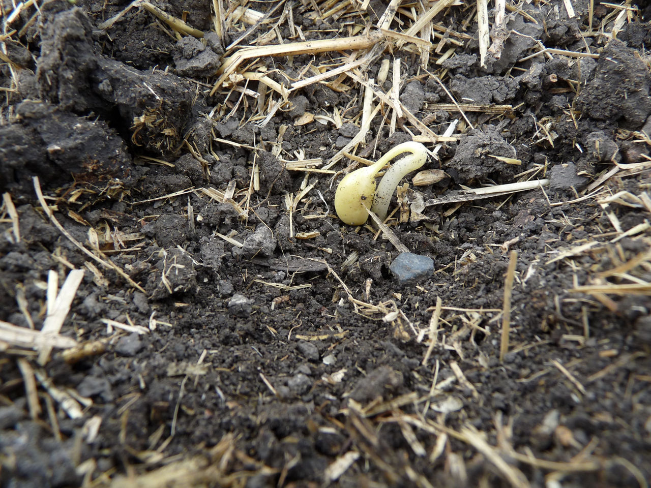 Emerging soybean (VE)