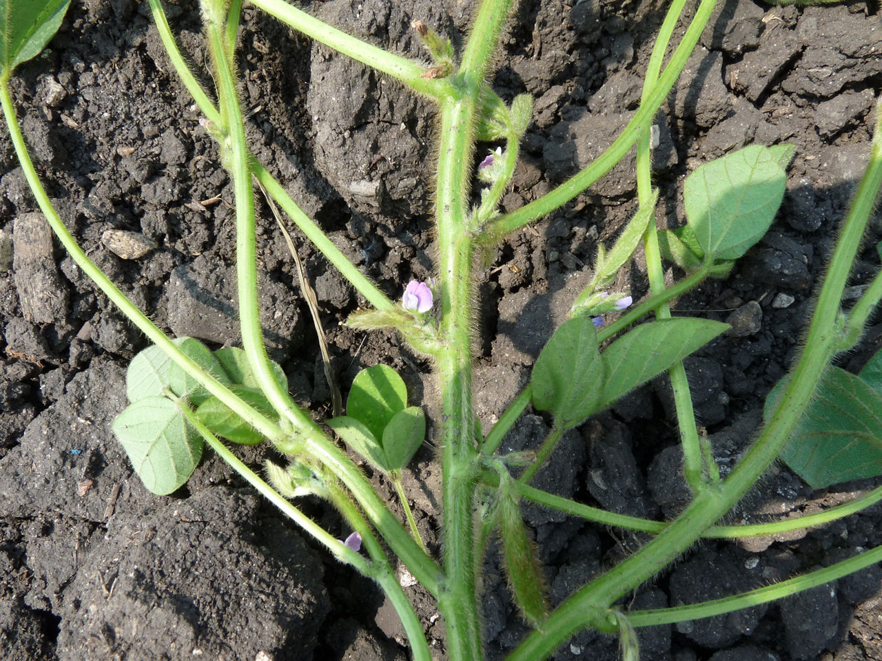 Soybean plant flowering and forming pods. 