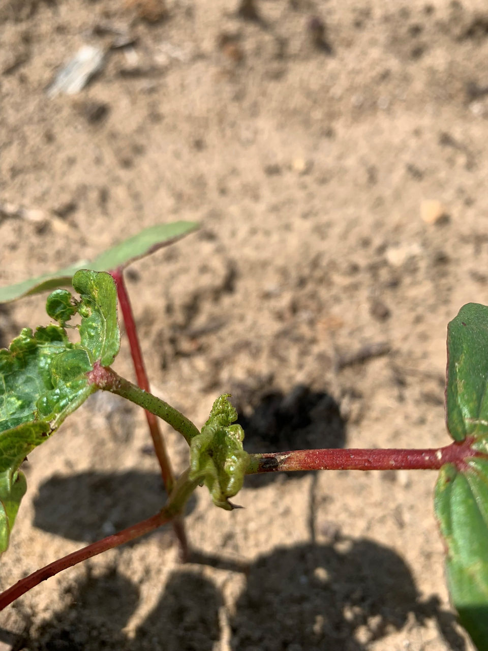 Thrips injury in cotton.