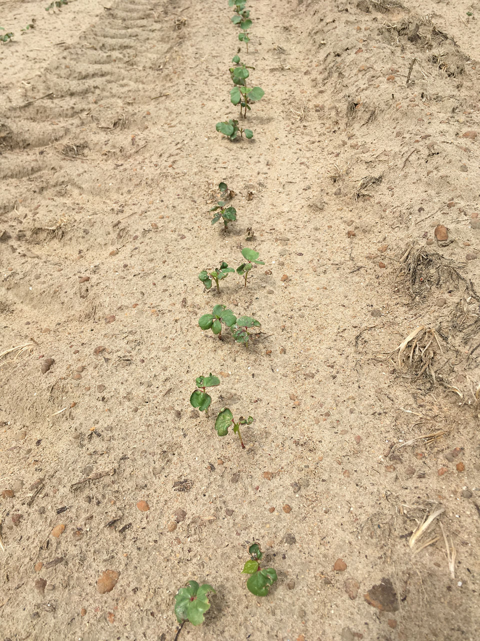 Figure 1. Cotton seedlings emerging.