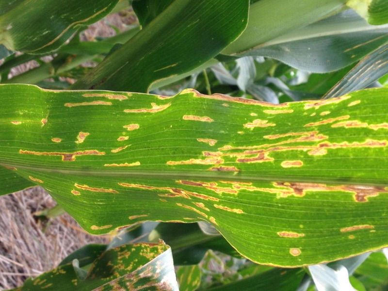 Bacterial Leaf Streak 