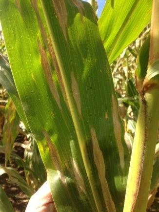 Northern Corn Leaf Blight 