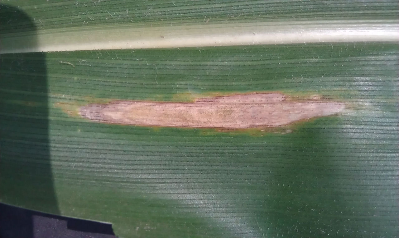 Northern corn Leaf Blight 