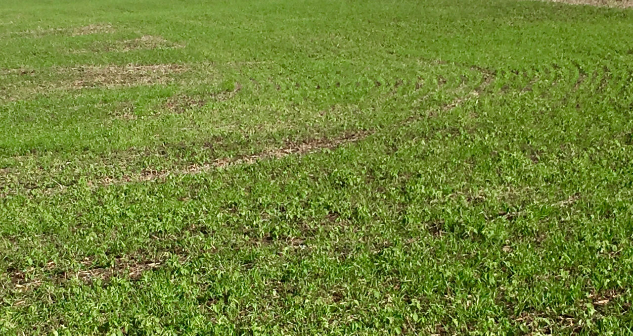 Cereal rye can help suppress weed germination.