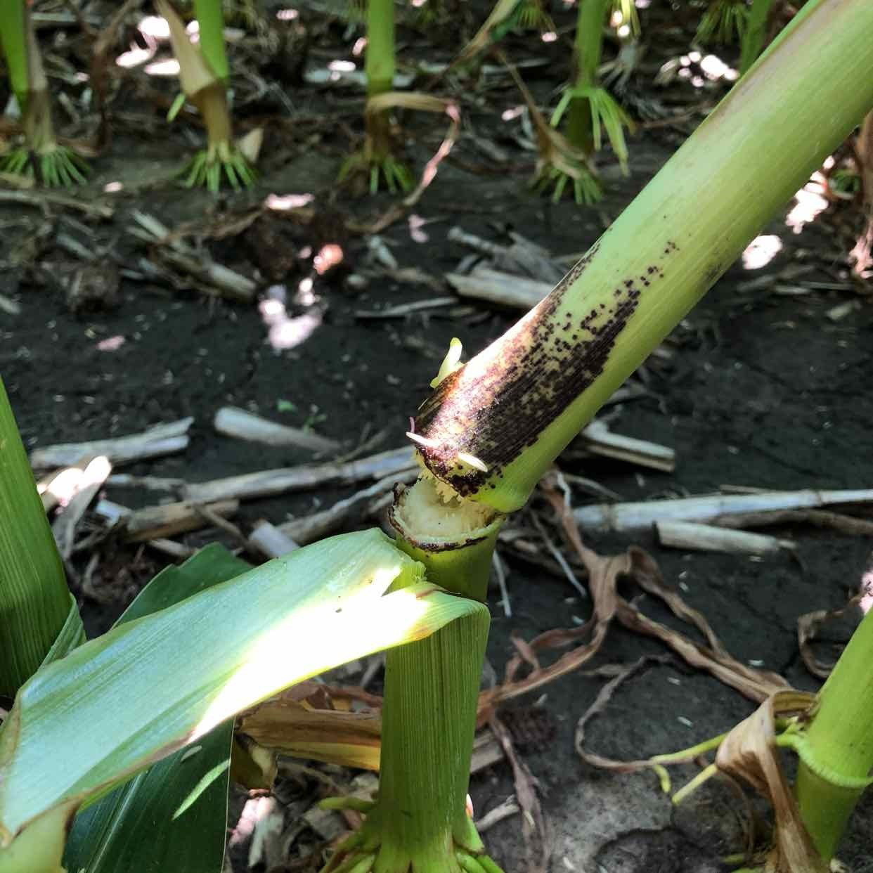 Physoderma Stalk Rot