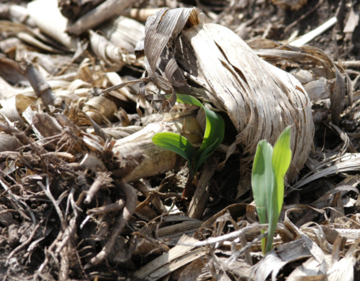 Figure 1. Residue from the previous corn crop can harbor disease pathogens that can potentially infect the new crop if growing conditions are favorable for disease development. 