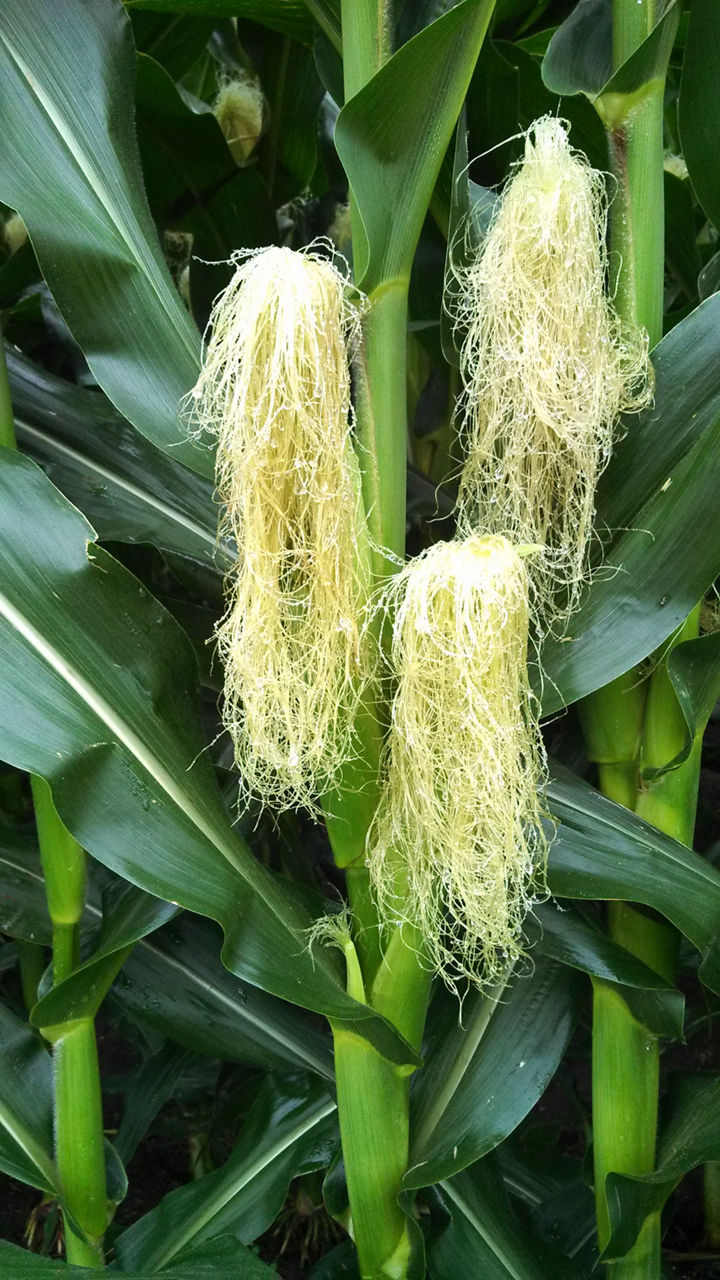 Corn ear long silk