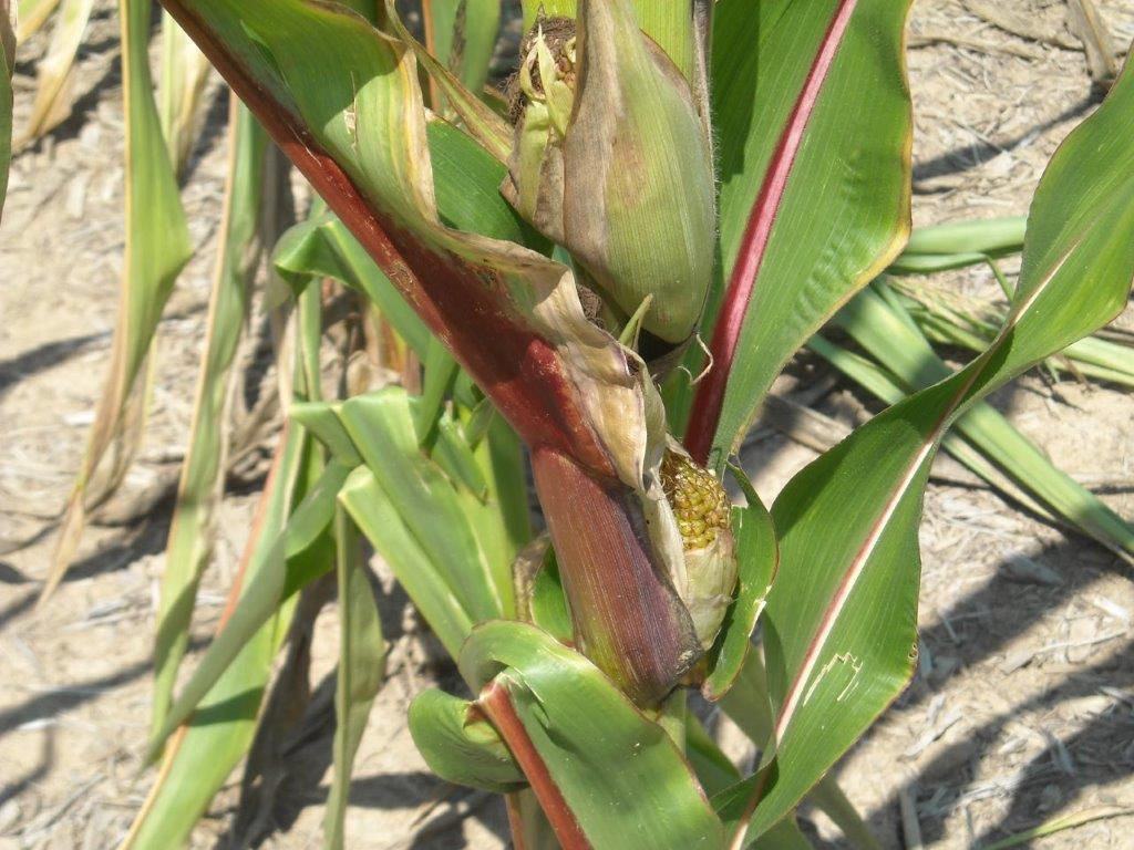 Drought-stricken corn can become purplish because sugars are deposited in leaf and stalk tissue instead of an aborted ear. 