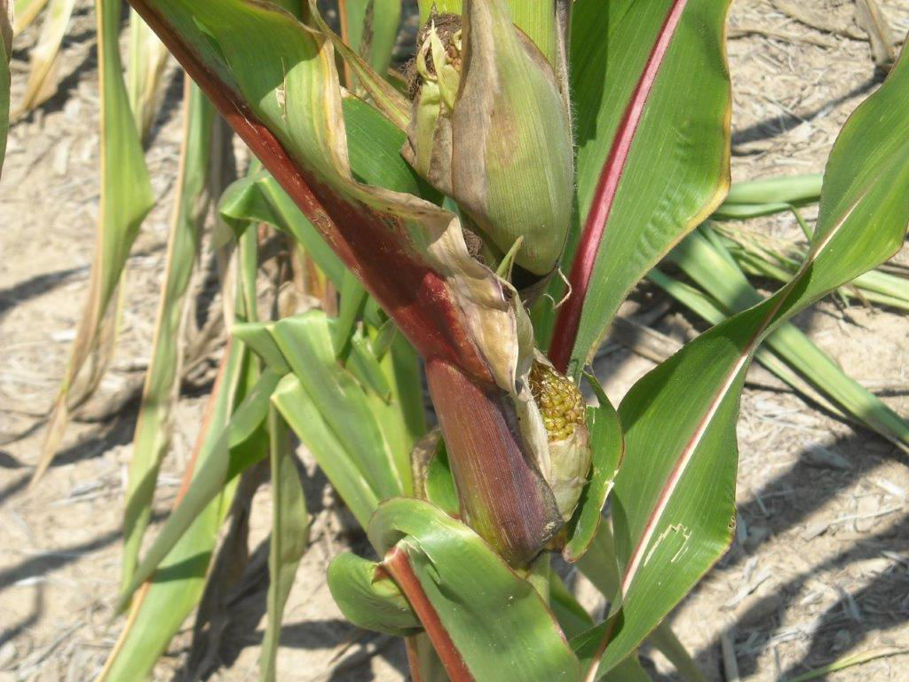 Corn purple leaves