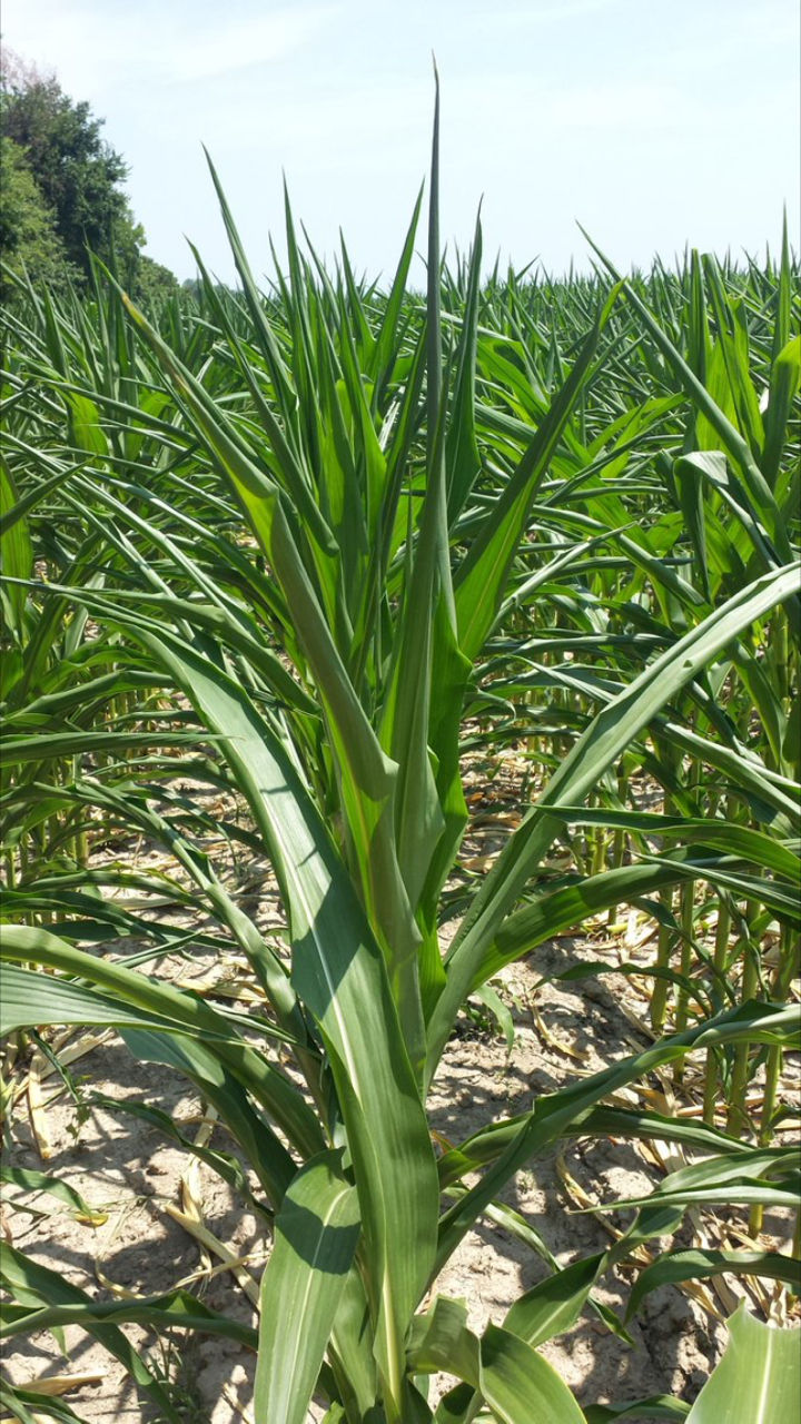  Leaf curling and stunted growth from drought conditions. Under drought, nearby trees can also be utilizing soil moisture. Additionally, if near the field edges, compaction may contribute to drought stress. 
